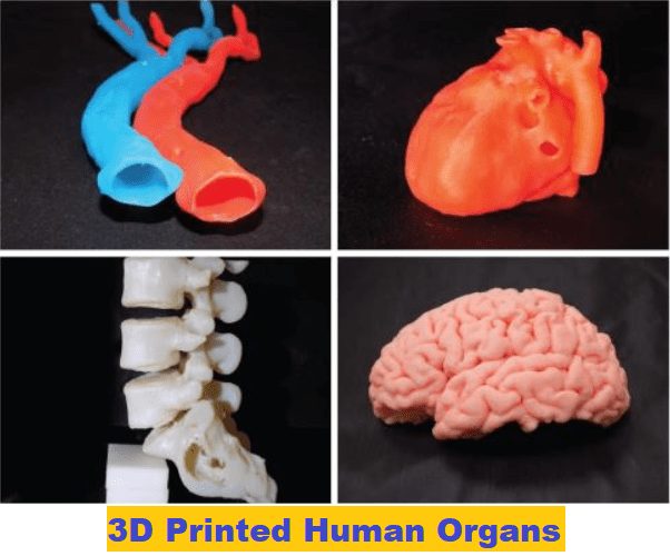 3 d-printed-human-organs-3d-printed-organs-3d-printing-body-parts