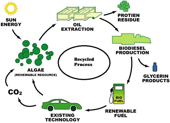 藻类生物柴油- recyclic方法- 100 -回收-产品